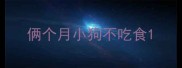 俩个月小狗不吃食
