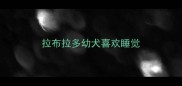 拉布拉多幼犬喜欢睡觉