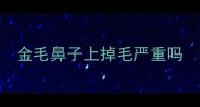 金毛鼻子上掉毛严重吗