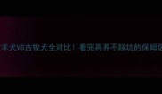 边境牧羊犬VS古牧犬全对比看完再养不踩坑的保姆级指南