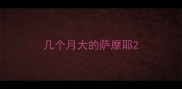 几个月大的萨摩耶