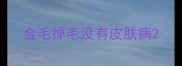 金毛掉毛没有皮肤病