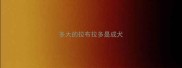 多大的拉布拉多是成犬