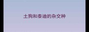土狗和泰迪的杂交种