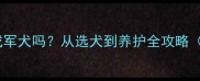 金毛犬能训练成军犬吗从选犬到养护全攻略附训练视频