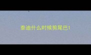 泰迪什么时候剪尾巴