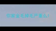 你家金毛掉毛严重么