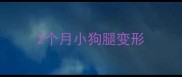 2个月小狗腿变形