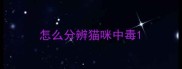 怎么分辨猫咪中毒