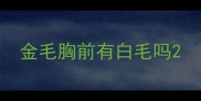 金毛胸前有白毛吗