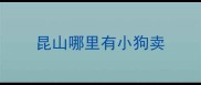 昆山哪里有小狗卖
