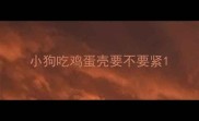 小狗吃鸡蛋壳要不要紧