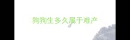 狗狗生多久属于难产
