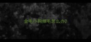 金毛小狗掉毛怎么办