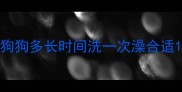 狗狗多长时间洗一次澡合适