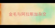 金毛与阿拉斯加杂交
