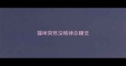 猫咪突然没精神总睡觉