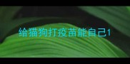 给猫狗打疫苗能自己