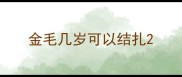 金毛几岁可以结扎