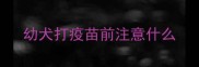 幼犬打疫苗前注意什么
