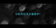 训拉布拉多犬看家护