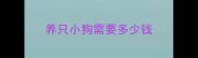 养只小狗需要多少钱