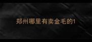 郑州哪里有卖金毛的