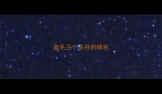 金毛三个多月的掉毛