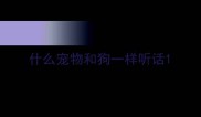 什么宠物和狗一样听话
