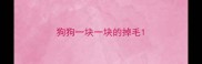 狗狗一块一块的掉毛