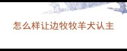 怎么样让边牧牧羊犬认主