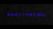 高加索几个月尾毛卷起