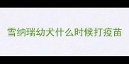 雪纳瑞幼犬什么时候打疫苗