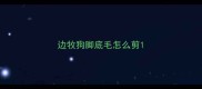 边牧狗脚底毛怎么剪