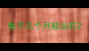 兔子几个月能出栏