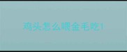 鸡头怎么喂金毛吃