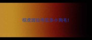 棕虎斑拉布拉多小狗毛