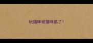 玩猫咪被猫咪抓了