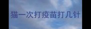 猫一次打疫苗打几针