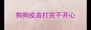 狗狗疫苗打完不开心