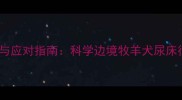 边牧故意尿床的真相与应对指南科学边境牧羊犬尿床行为及专业解决方法