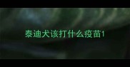 泰迪犬该打什么疫苗