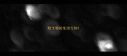 哈士奇的生活习性