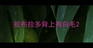 拉布拉多背上有白毛