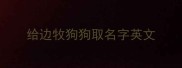 给边牧狗狗取名字英文