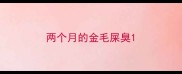 两个月的金毛屎臭