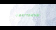 小金毛打疫苗饭量