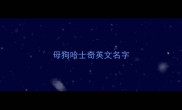 母狗哈士奇英文名字