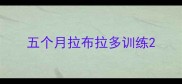 五个月拉布拉多训练