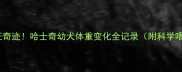 70天见证奇迹哈士奇幼犬体重变化全记录附科学喂养指南